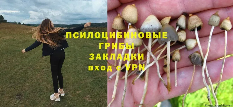 как найти закладки  Кувандык  Галлюциногенные грибы Psilocybe 